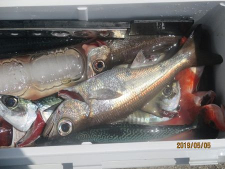 アジ、黒ムツ、赤イサギ、目鯛釣れました